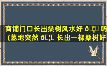 商铺门口长出桑树风水好 🦄 吗(墓地突然 🦊 长出一棵桑树好吗)